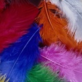 Colored feathers